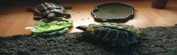 Turtle reptiles for sale: 2 male turtles  in Dudley - Advert 2