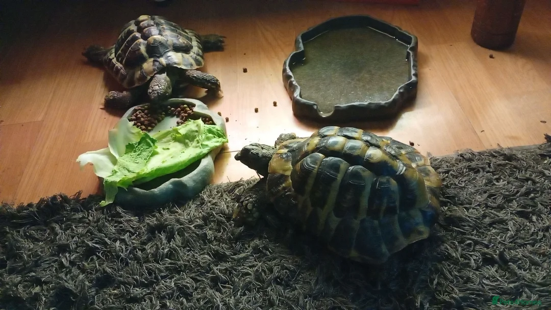 Turtle reptiles for sale: 2 male turtles  in Dudley - Advert 2