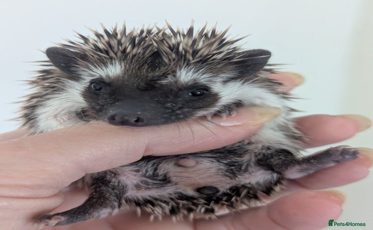 Pygmy Hedgehog rodents - Advert 15