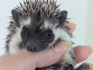 Pygmy Hedgehog rodents - Advert 12