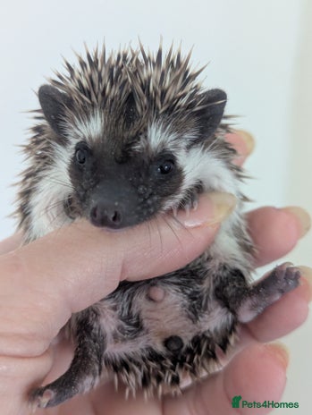 Pygmy Hedgehog rodents - Advert 1