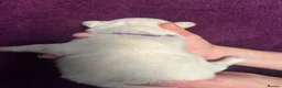 French Bulldog dogs for sale: Fluffy French bulldog puppies - Advert 8
