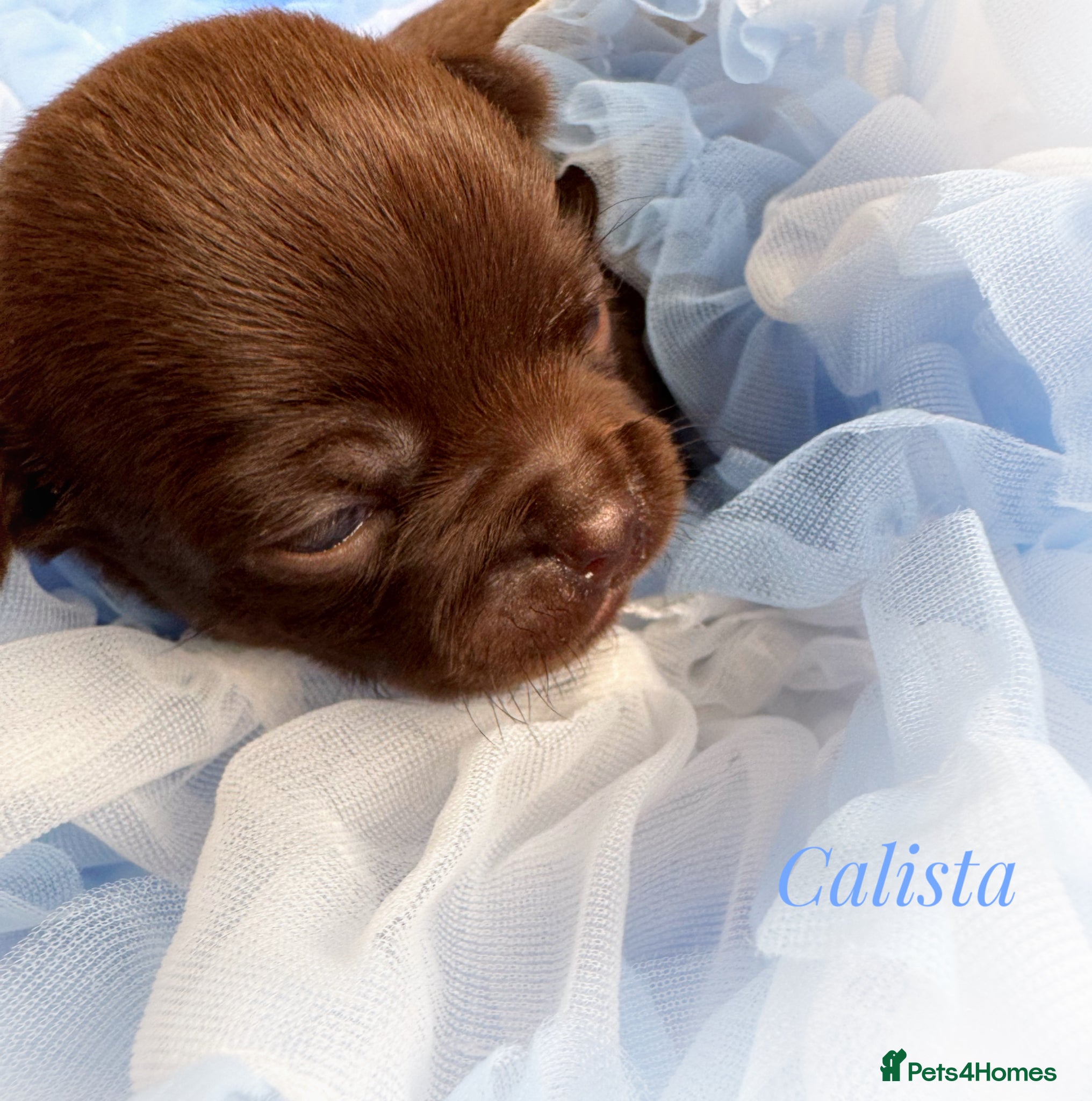 Chihuahua dogs Chihuahua puppies chocolate merle  - Advert 2