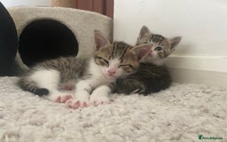 Mixed Breed cats for sale: Tabby Kittens in Kidderminster - Image 15