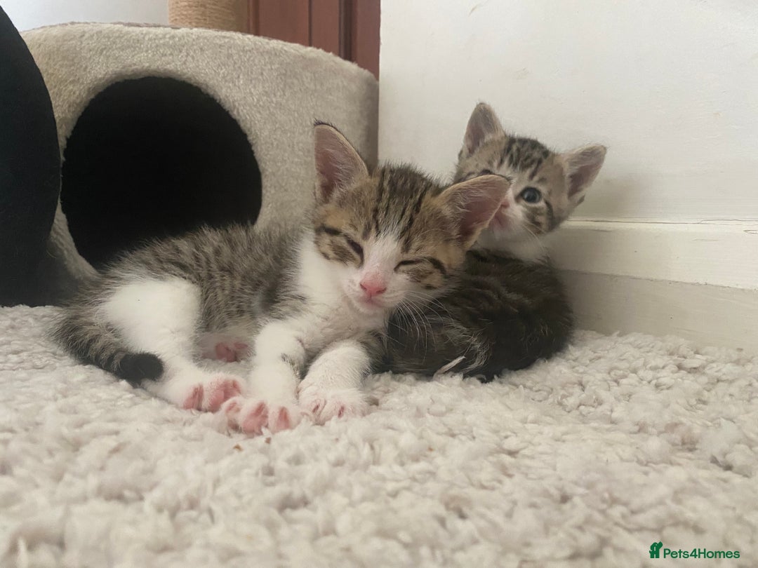 Mixed Breed cats for sale: Tabby Kittens in Kidderminster - Image 15