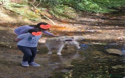 Golden Retriever dogs for stud: Purebred Golden Retriever for Stud - Image 10