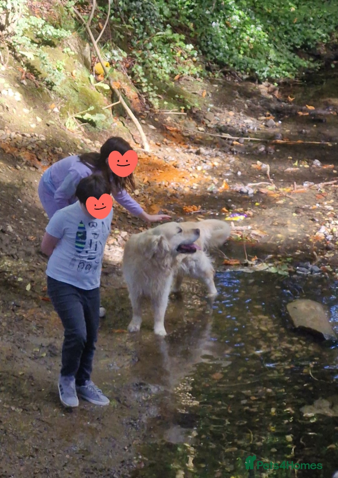 Golden Retriever dogs for stud: Purebred Golden Retriever for Stud - Image 10