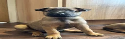 Mixed Breed dogs for sale: Belgian Malinois X Dutch Herder puppies.  - Advert 9