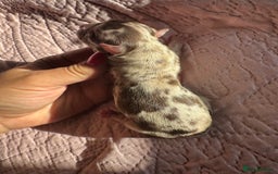 Chihuahua dogs for sale: Chocolate Merle Longhair Chihuahua,1boy 1girl left - Image 1