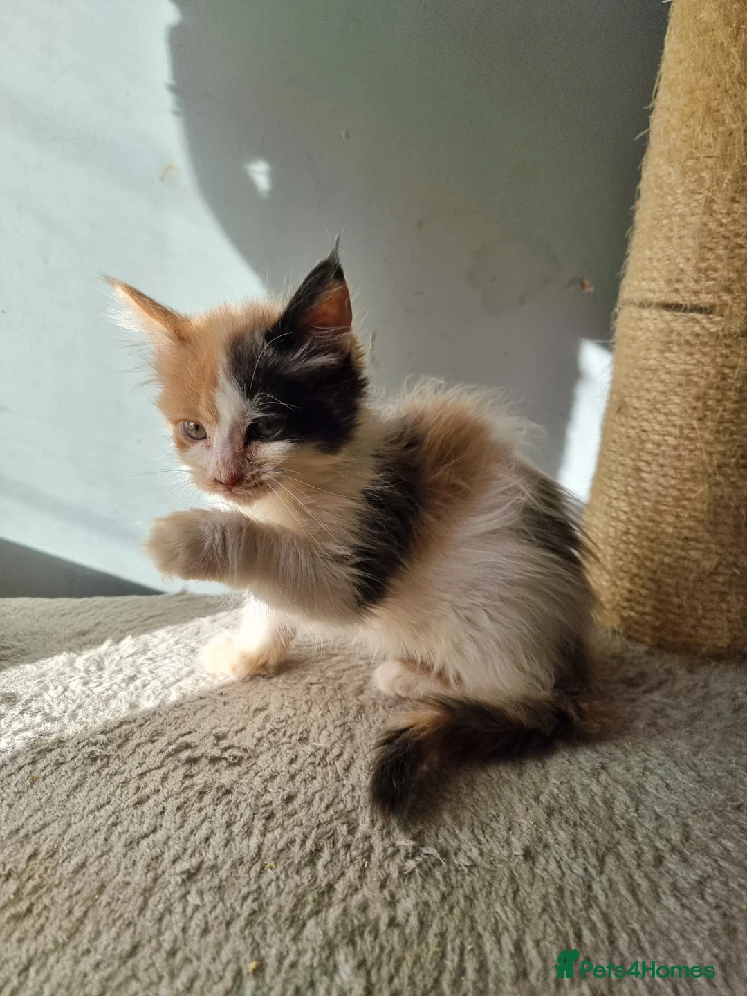Maine Coon cats for sale: 2 litters of Maine Coon - Advert 17