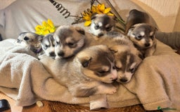 Utonagan dogs for sale: 8 Huskey malamutes  - Image 11