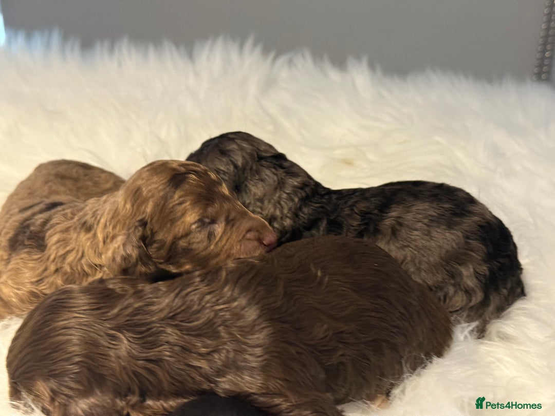 Cockapoo dogs for sale: F1B Cockapoo’s  - Image 5