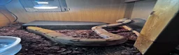 Boa Snake reptiles for sale: Boa Constrictor  in Ashington - Advert 4