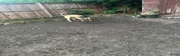 Belgian Shepherd Dog dogs for sale: Belgian Malinois  - Advert 4