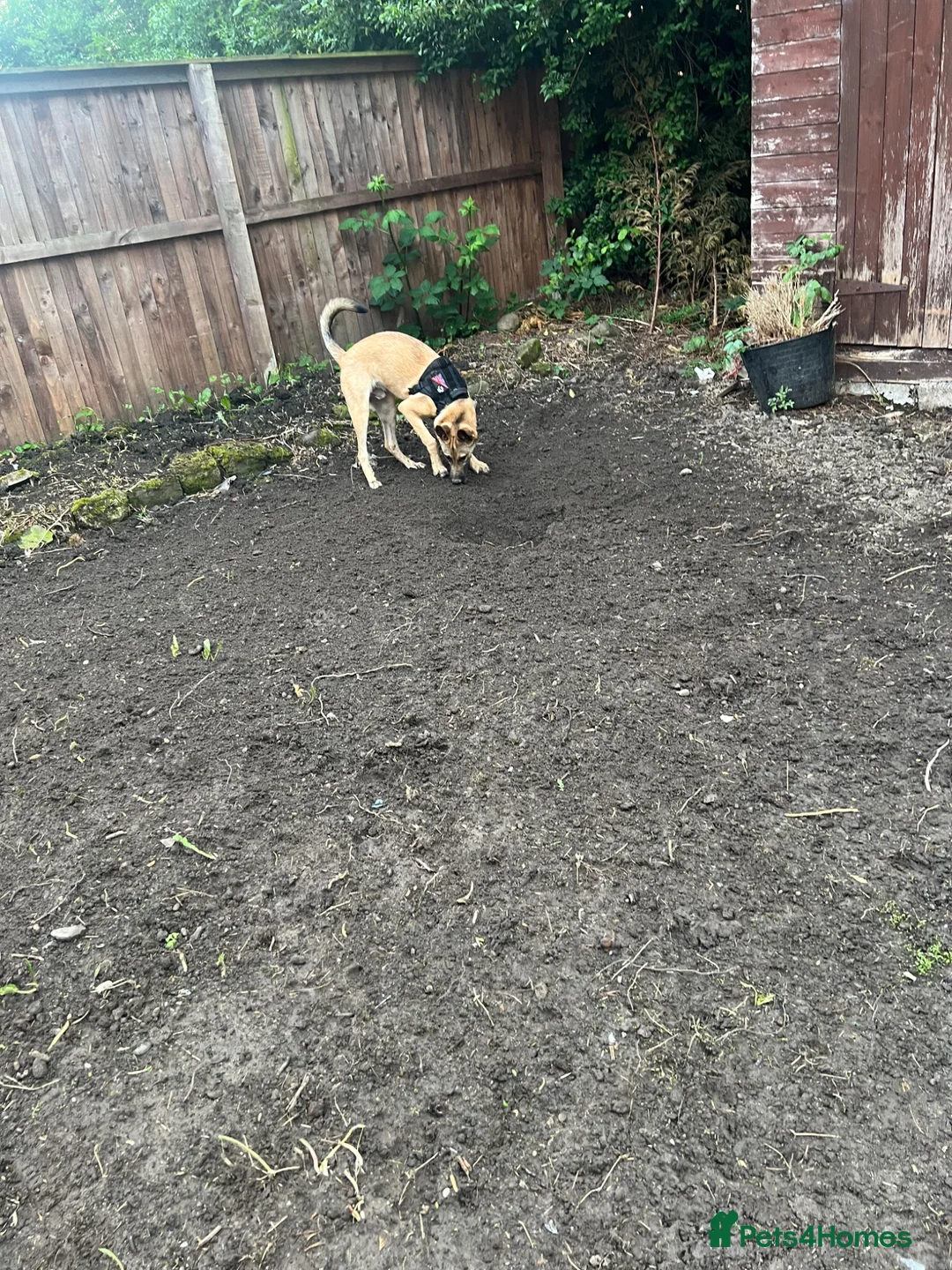 Belgian Shepherd Dog dogs for sale: Belgian Malinois  - Advert 4