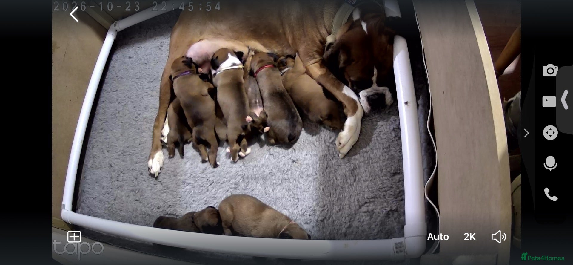 Boxer dogs for sale: Bobtailed boxer puppies  - Advert 5