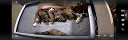 Boxer dogs for sale: Bobtailed boxer puppies  in Billericay - Advert 1