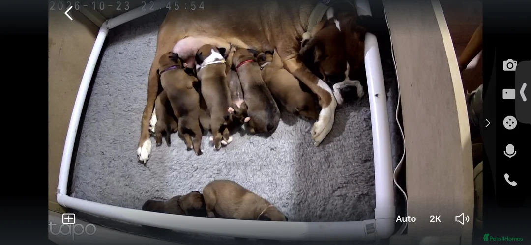 Boxer dogs for sale: Bobtailed boxer puppies  in Billericay - Advert 1