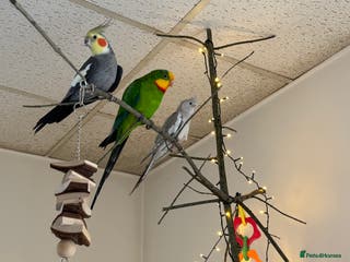 Mixed Breed birds X3 birds looking for rehome - Advert 3