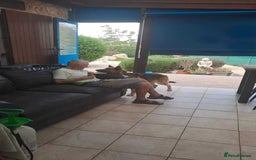 Mixed Breed dogs for adoption: Jessica stunning German Shepherd  - Image 5