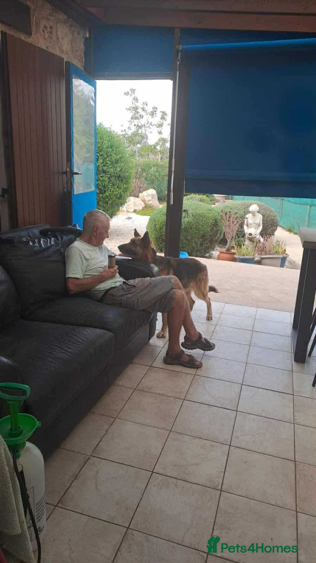 Mixed Breed dogs for adoption: Jessica stunning German Shepherd  - Image 5