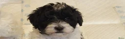 Yorkiepoo dogs for sale: Yorkiepoos 2 Stunning Boys  from Licensed Breeder  - Advert 9
