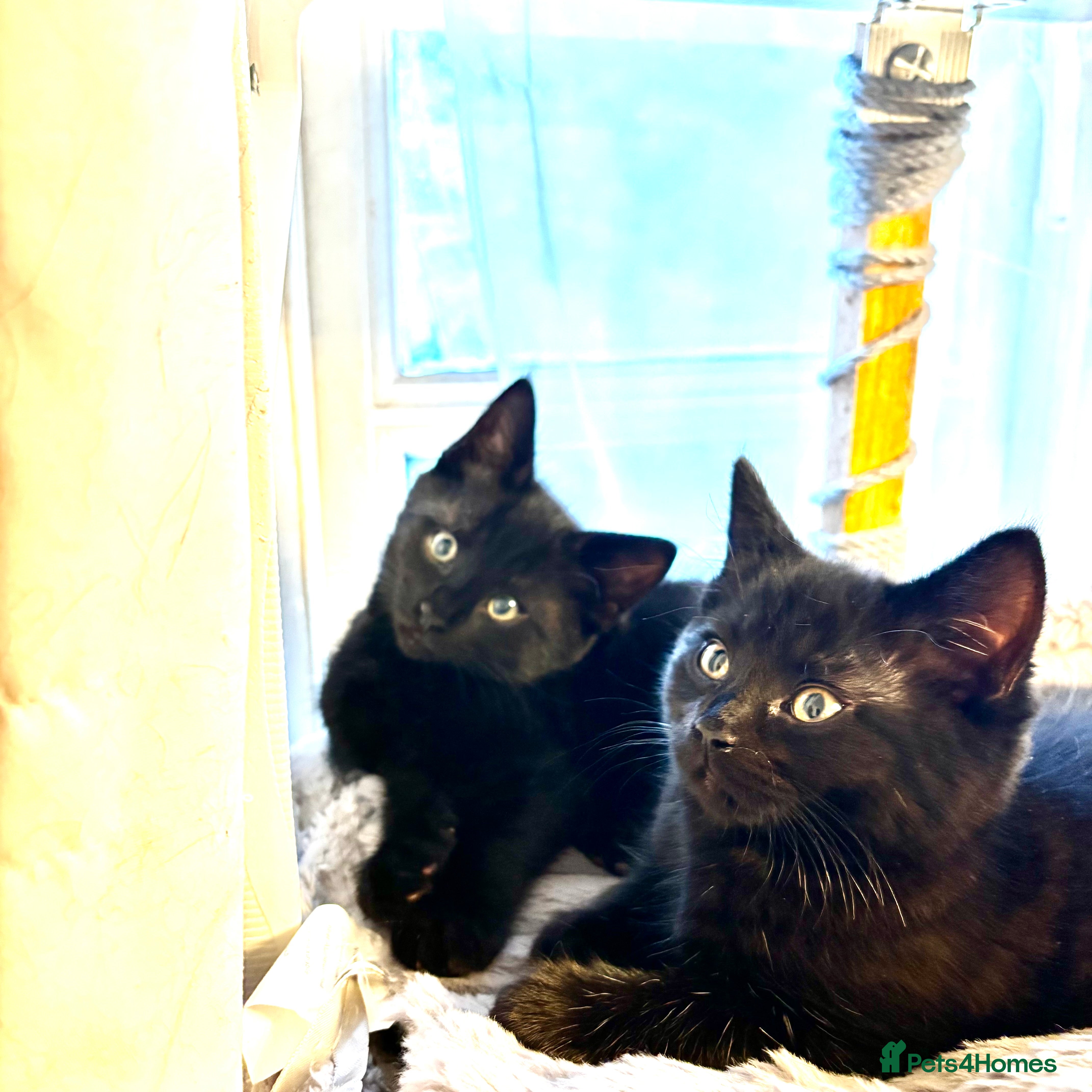 Mixed Breed cats Fluffy, playful kittens - Advert 3