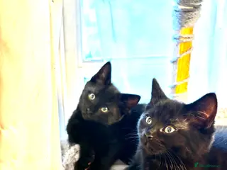 Mixed Breed cats Fluffy, playful kittens - Advert 3