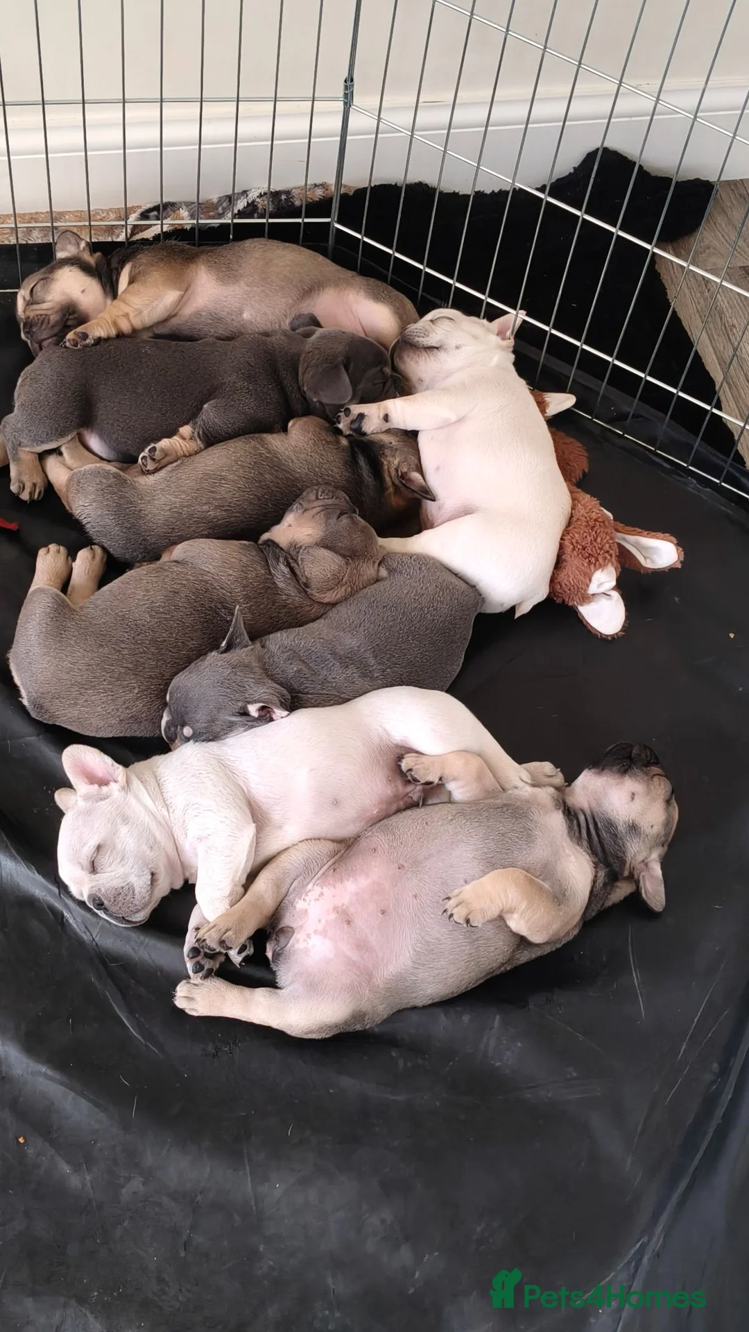 French Bulldog dogs for sale: French bulldogs puppies for sale,KC registered  in Inverness - Advert 2