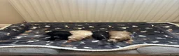 Cockapoo dogs for sale: Stunning F1 Cockapoos from H/Tested KC Parents!! - Advert 14