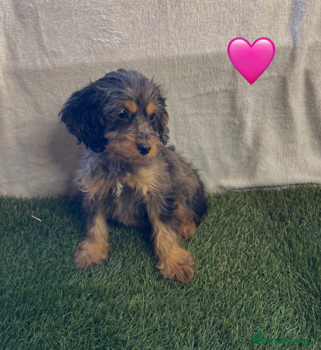 Cockapoo dogs Beautiful cockapoos⭐️ - Advert 1