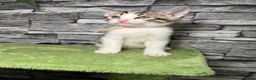 Bengal cats for sale: 5 beautiful girl bengal cross breed 🩷 - Advert 25