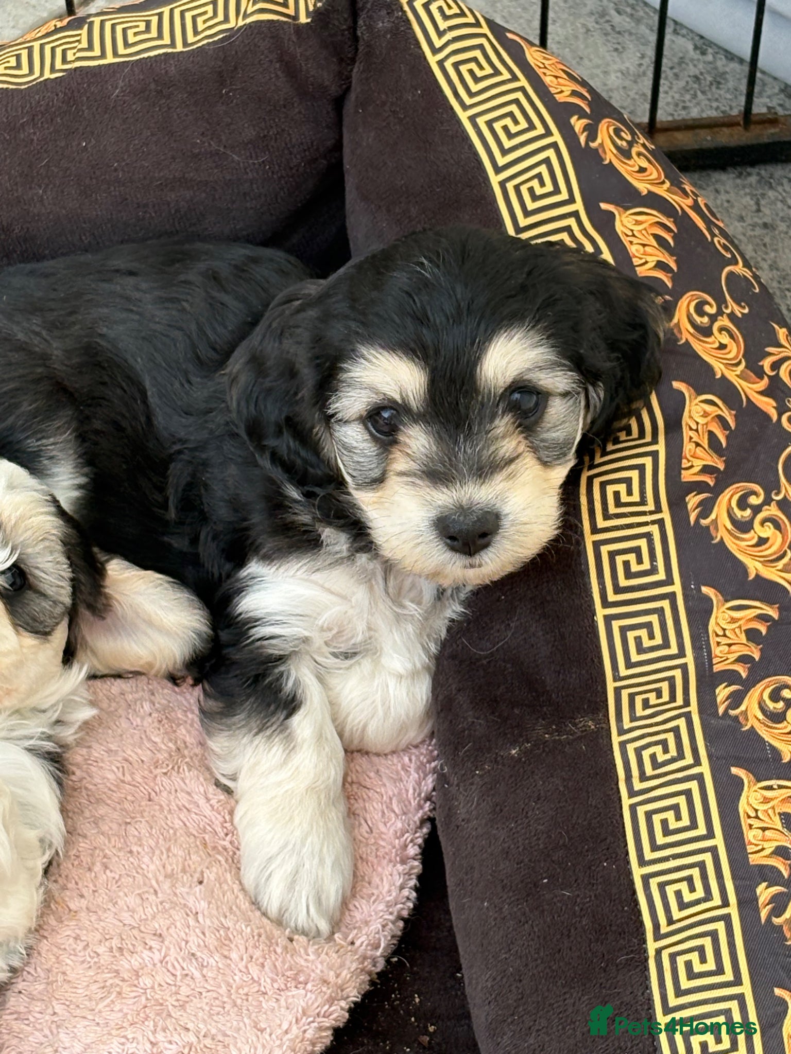 Mixed Breed dogs Cockapoo x Maltese  - Advert 18