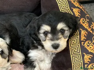 Mixed Breed dogs Cockapoo x Maltese - Advert 18