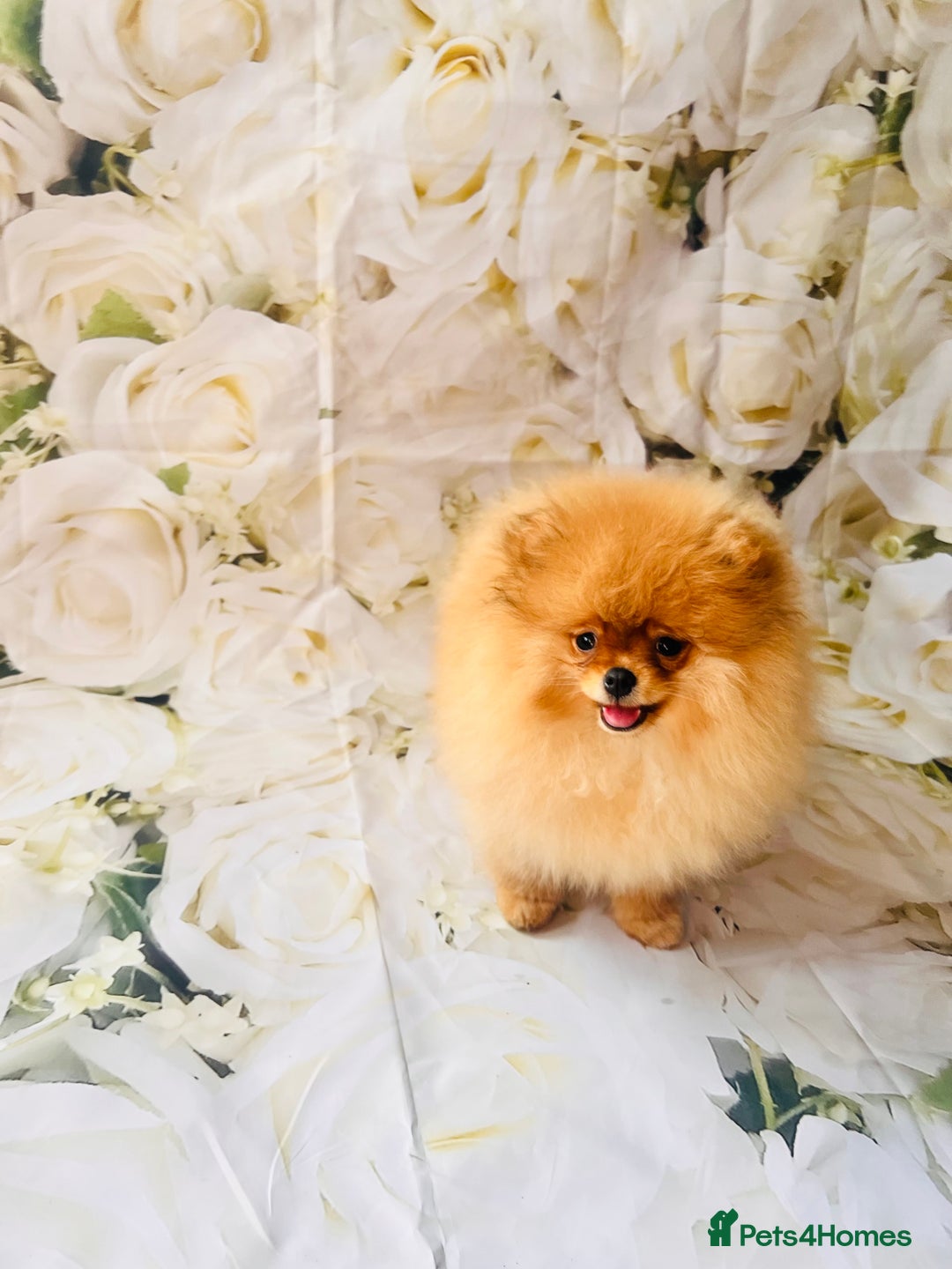 Pomeranian dogs for sale: 💗Last girl left! Royal Orange Pomeranian Pedigree - Image 24