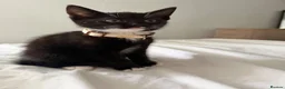 Domestic Shorthair cats for sale: Kittens for sale - Advert 2