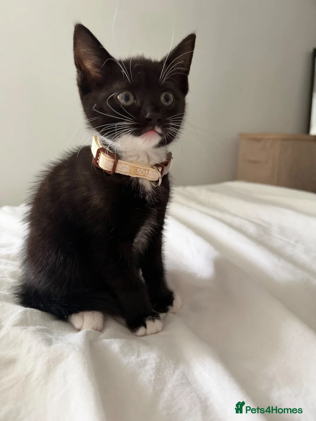 Domestic Shorthair cats for sale: Kittens for sale - Advert 2