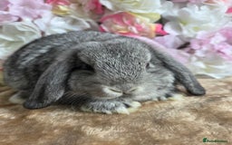 Mini Lop rabbits for sale: 🩷Pure bred mini lop baby girl available🩷  - Image 4