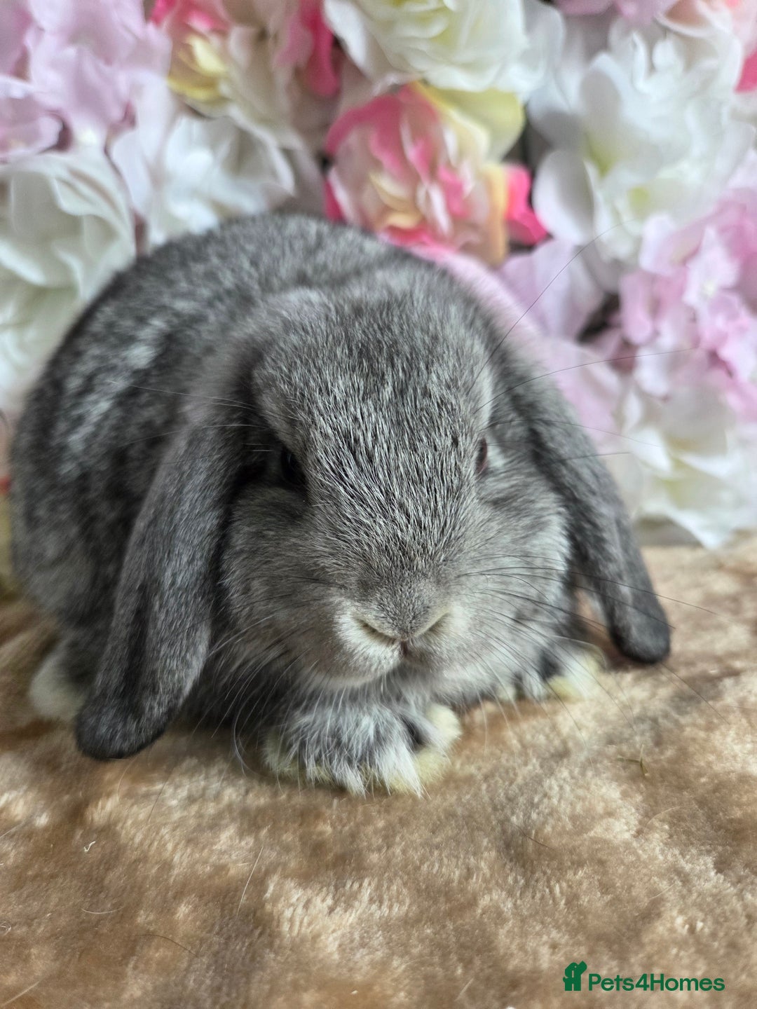 Mini Lop rabbits for sale: 🩷Pure bred mini lop baby girl available🩷  - Image 4