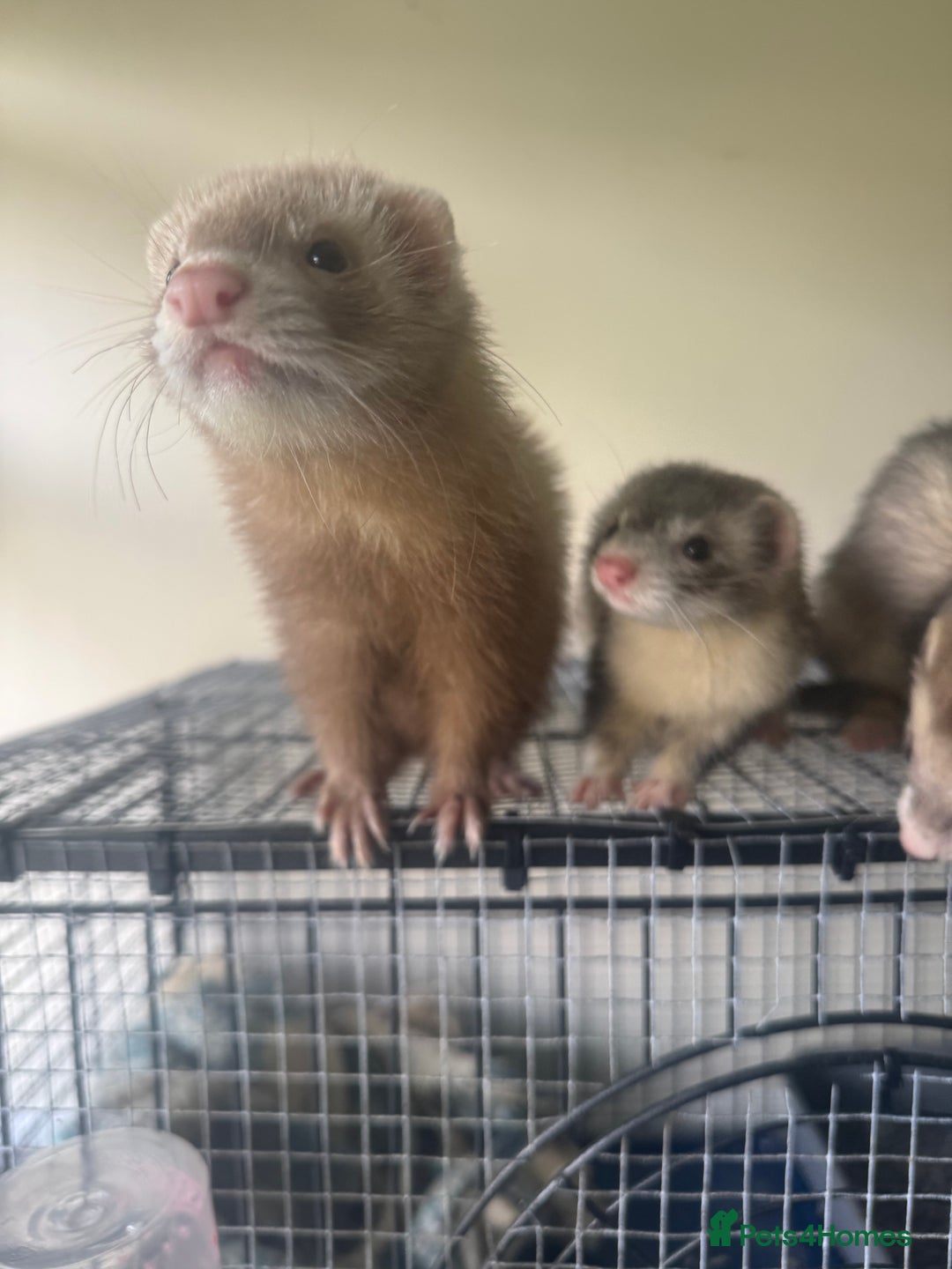 Ferret rodents for sale: Different ferret kits available  - Image 14