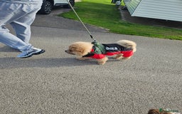 Chow Chow dogs for sale: Outstanding 3 beautiful chow pups - Image 11