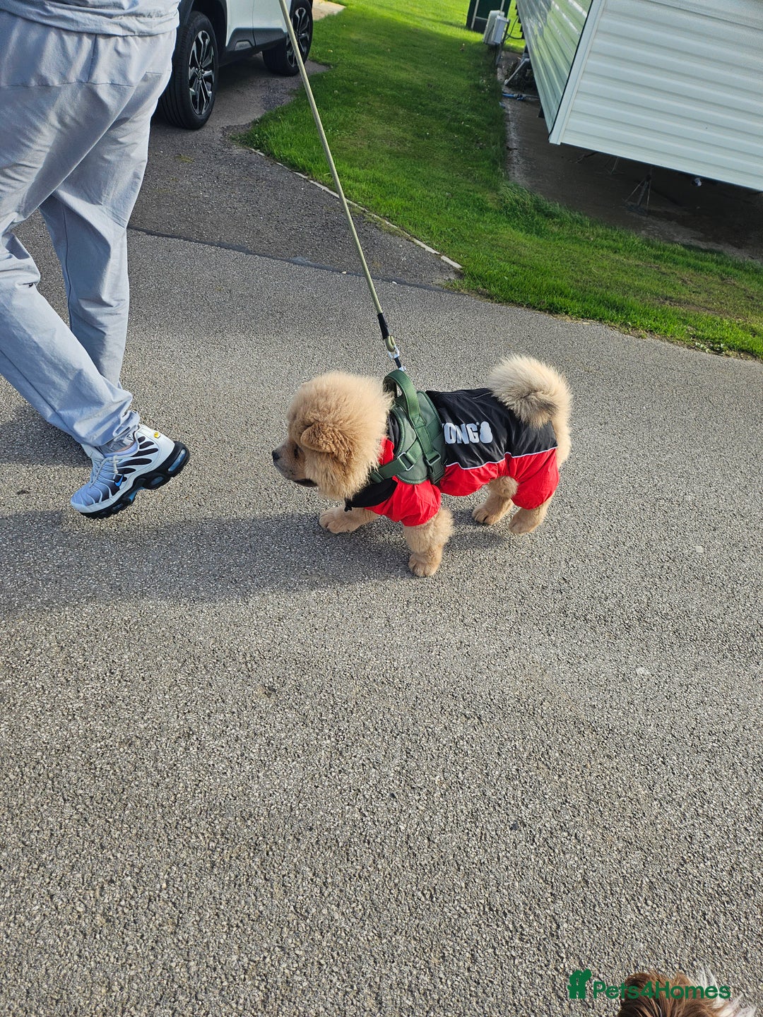 Chow Chow dogs for sale: Outstanding 3 beautiful chow pups - Image 11