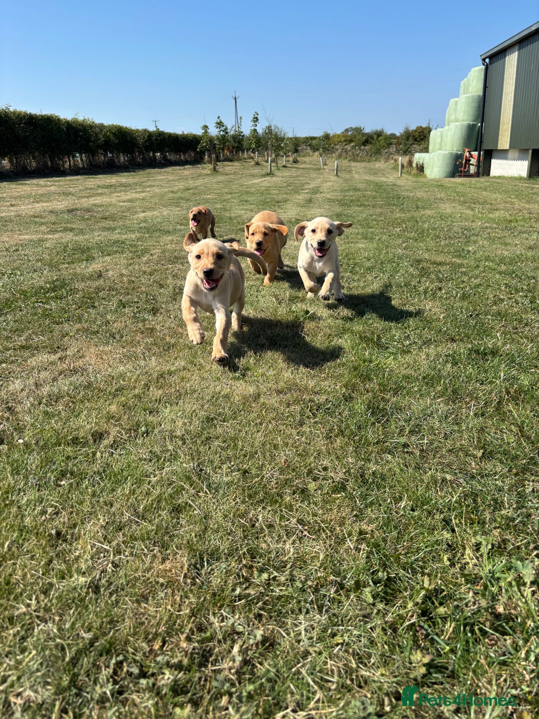 Labrador Retriever dogs for sale: Chunky Labrador puppy’s  - Image 6