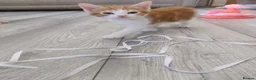 Mixed Breed cats for sale: 4 adorable kittens  - Advert 12