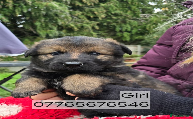 German Shepherd dogs - Advert 8
