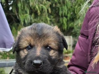 German Shepherd dogs - Advert 1