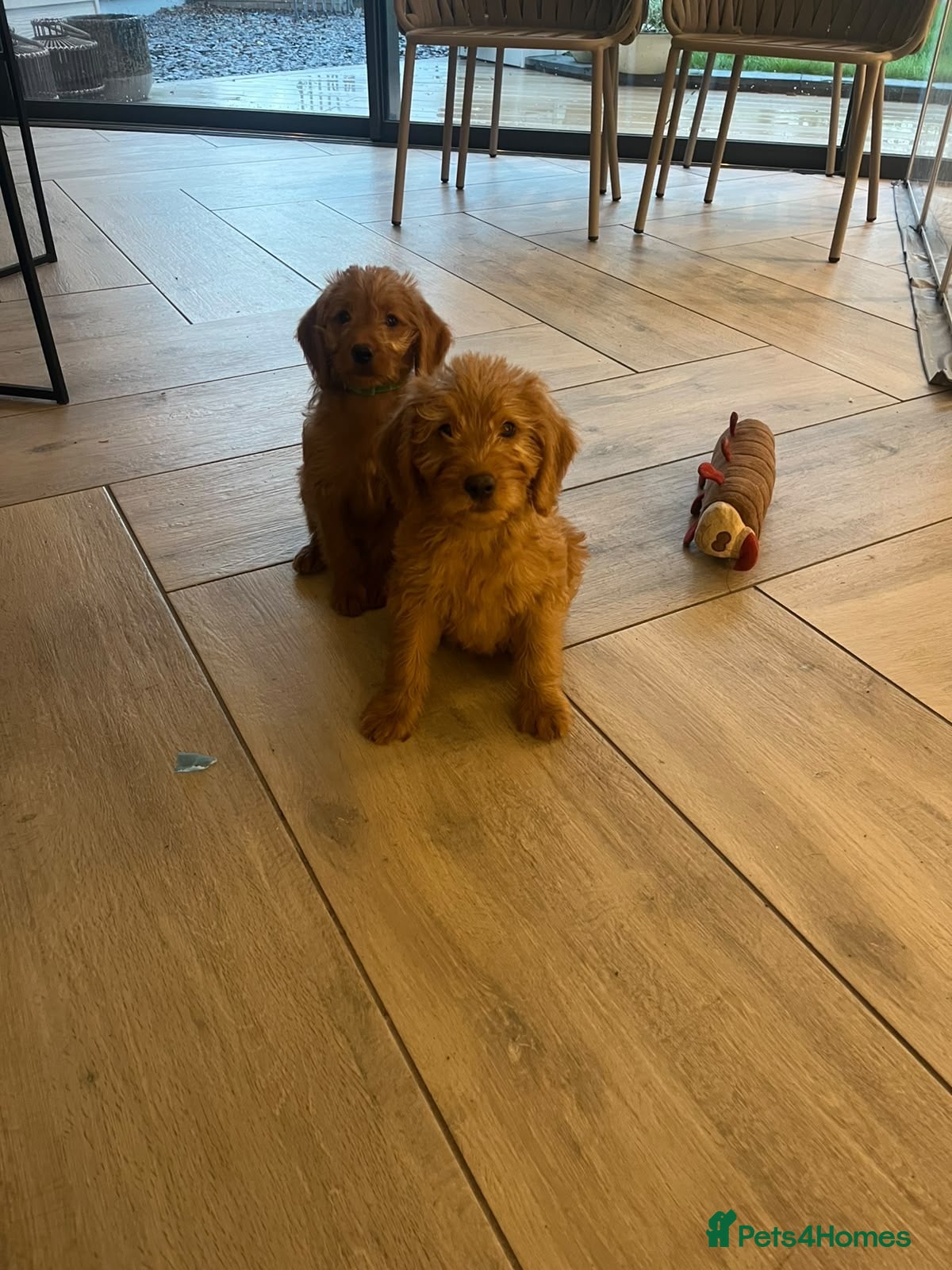 Labradoodle dogs Stunning girls ready! Labradoodle F1b generation - Advert 2