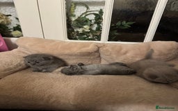 British Shorthair cats for sale: British short hair kittens  - Image 5