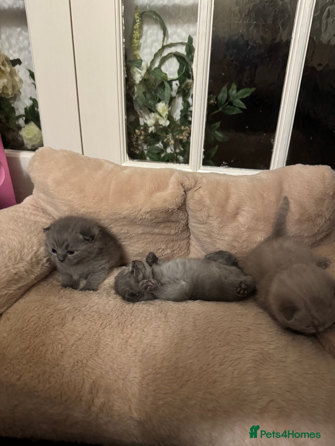 British Shorthair cats for sale: British short hair kittens  - Image 5