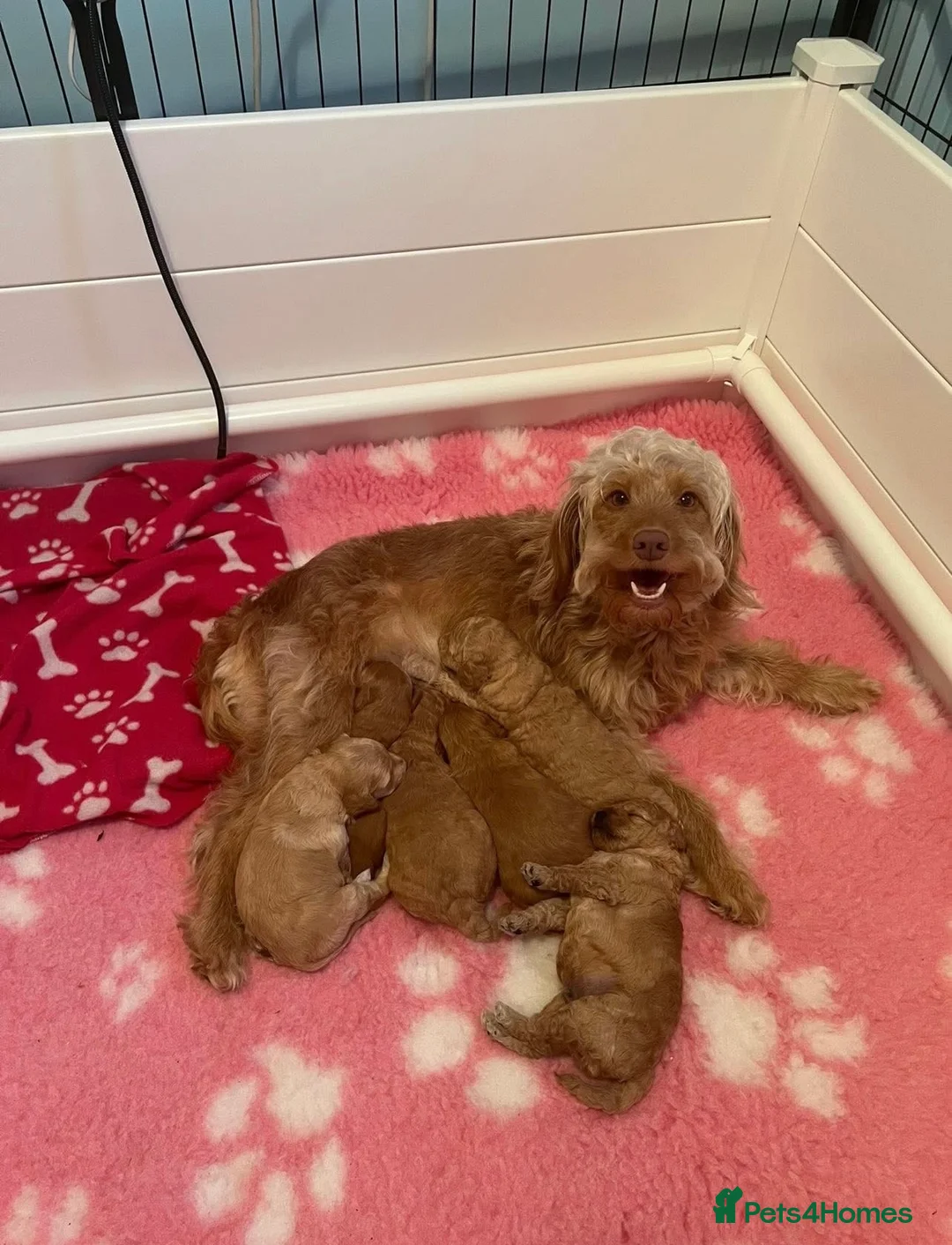Cockapoo dogs for sale: F1B Cockapoo Puppies Due Around 12/06 🧸🤎 - Advert 6
